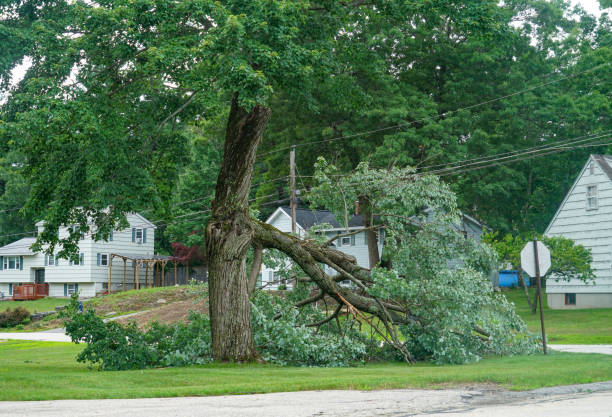 Reliable Four Corners, MT  Tree Services Solutions