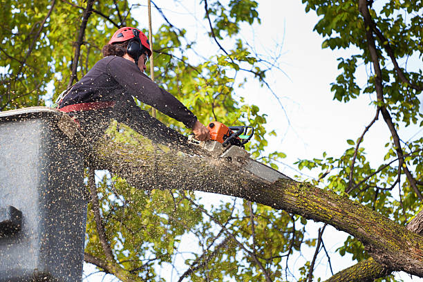 Why Choose Our Tree Removal Services in Four Corners, MT?