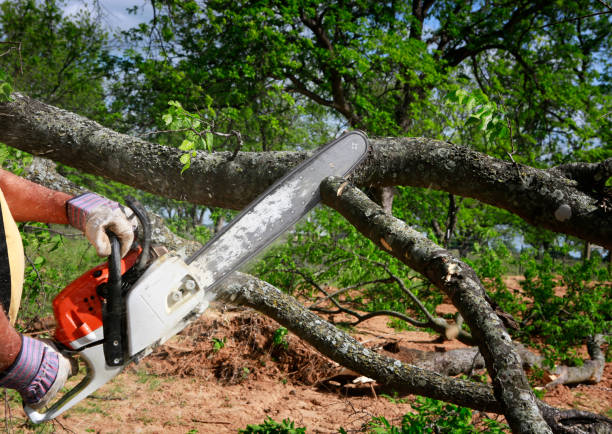 Best Tree and Shrub Care  in Four Corners, MT